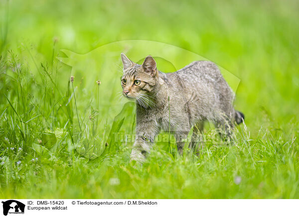 European wildcat / DMS-15420