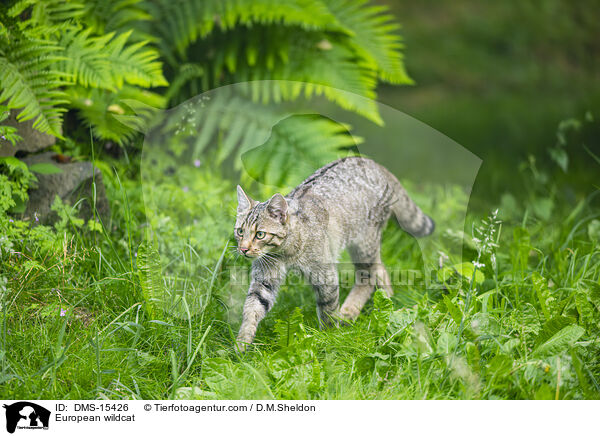 European wildcat / DMS-15426