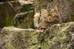 wildcat