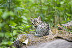 European wildcat