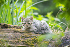 European wildcat