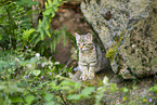 European wildcat