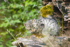 European wildcat