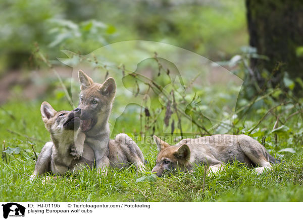 spielende Europische Wolfswelpen / playing European wolf cubs / HJ-01195