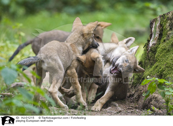 spielende Europische Wolfswelpen / playing European wolf cubs / HJ-01215