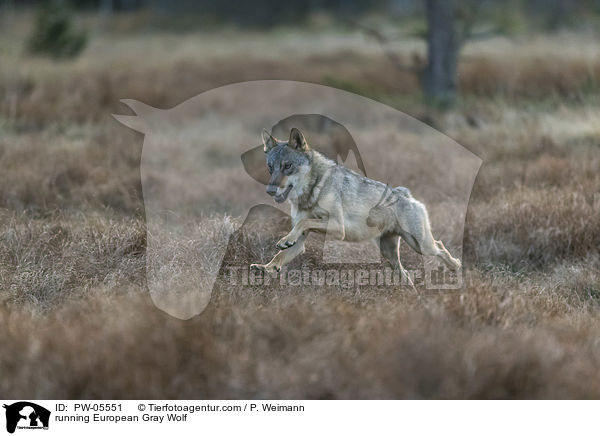 running European Gray Wolf / PW-05551