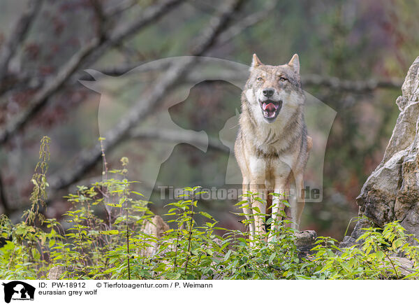 Europischer Grauwolf / eurasian grey wolf / PW-18912