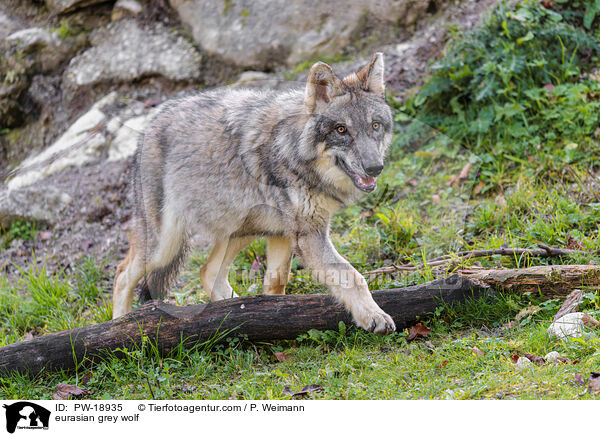 Europischer Grauwolf / eurasian grey wolf / PW-18935