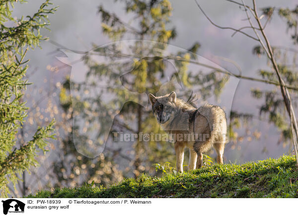 Europischer Grauwolf / eurasian grey wolf / PW-18939