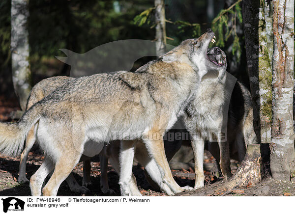 Europischer Grauwolf / eurasian grey wolf / PW-18946