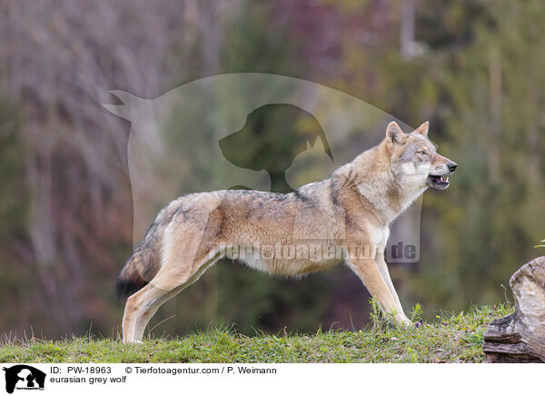 Europischer Grauwolf / eurasian grey wolf / PW-18963