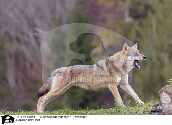 Europischer Grauwolf / eurasian grey wolf / PW-18964