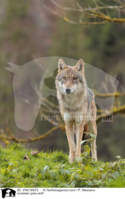 Europischer Grauwolf / eurasian grey wolf / PW-18973
