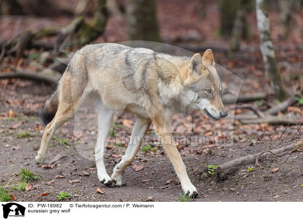 Europischer Grauwolf / eurasian grey wolf / PW-18982