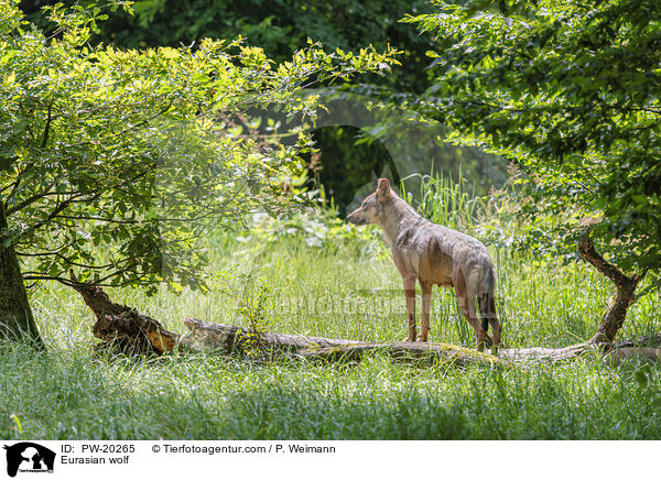 Europischer Grauwolf / Eurasian wolf / PW-20265
