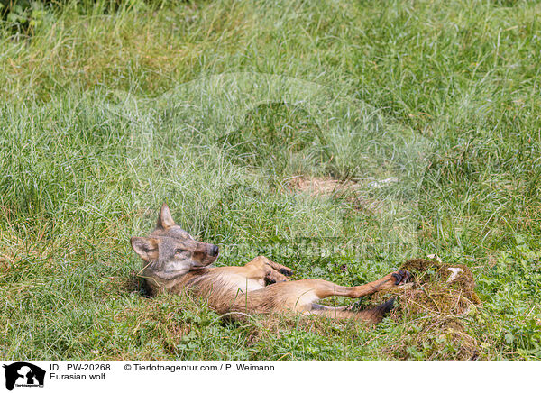 Europischer Grauwolf / Eurasian wolf / PW-20268