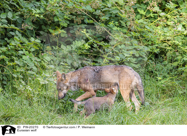 Europischer Grauwolf / Eurasian wolf / PW-20270
