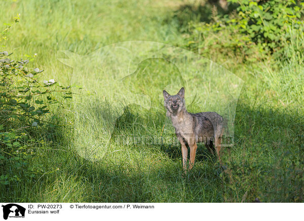 Europischer Grauwolf / Eurasian wolf / PW-20273