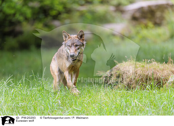 Europischer Grauwolf / Eurasian wolf / PW-20293