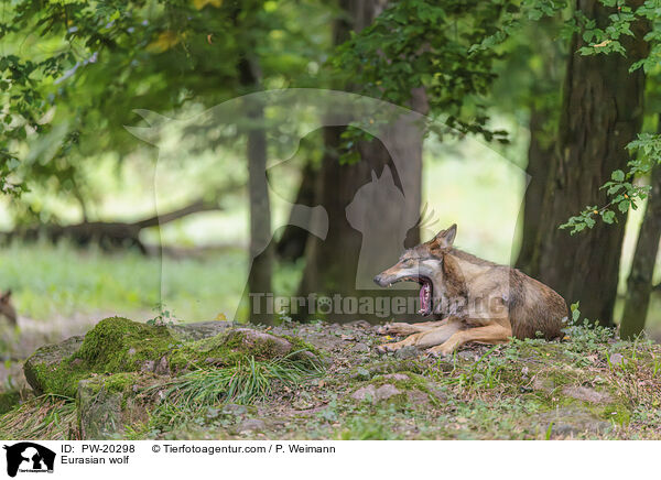 Europischer Grauwolf / Eurasian wolf / PW-20298