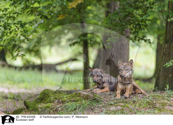 Europischer Grauwolf / Eurasian wolf / PW-20299