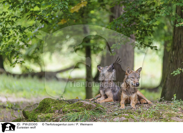 Europischer Grauwolf / Eurasian wolf / PW-20300