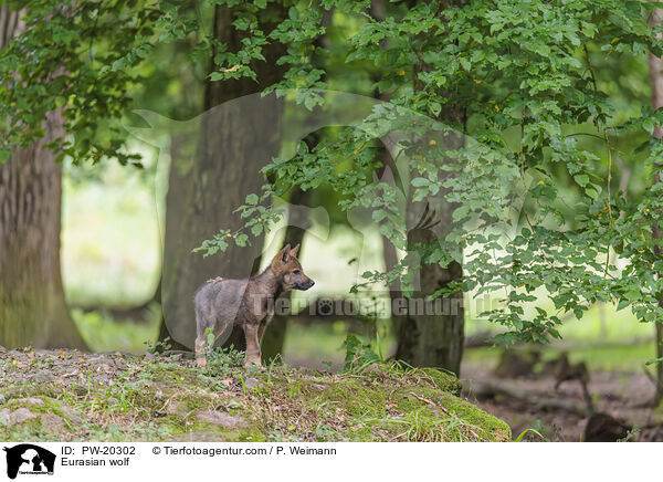 Eurasian wolf / PW-20302