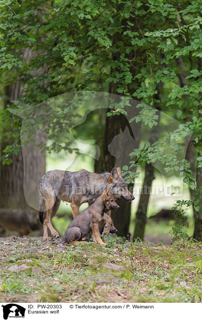 Europischer Grauwolf / Eurasian wolf / PW-20303