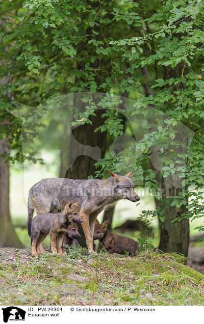 Europischer Grauwolf / Eurasian wolf / PW-20304