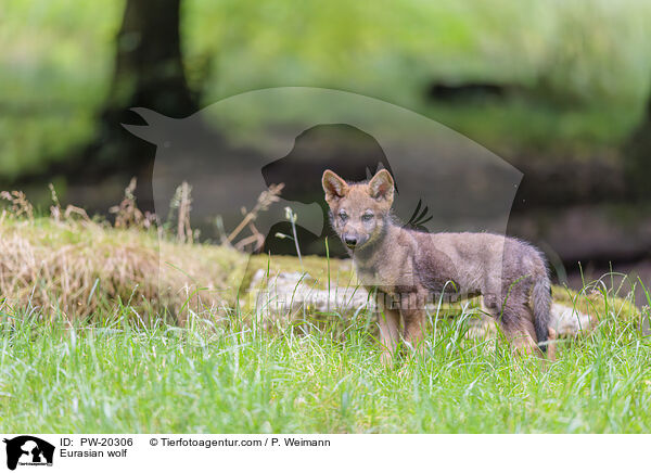 Eurasian wolf / PW-20306