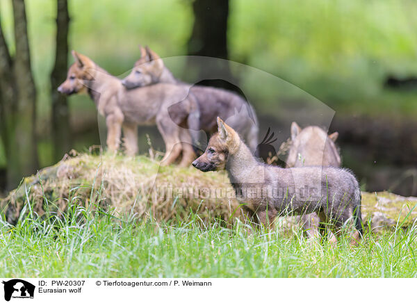 Europischer Grauwolf / Eurasian wolf / PW-20307