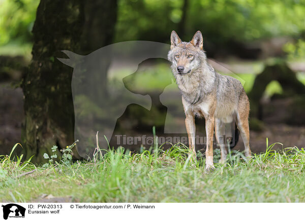 Europischer Grauwolf / Eurasian wolf / PW-20313