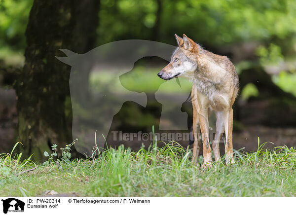 Europischer Grauwolf / Eurasian wolf / PW-20314