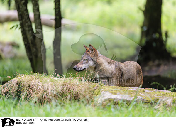 Europischer Grauwolf / Eurasian wolf / PW-20317