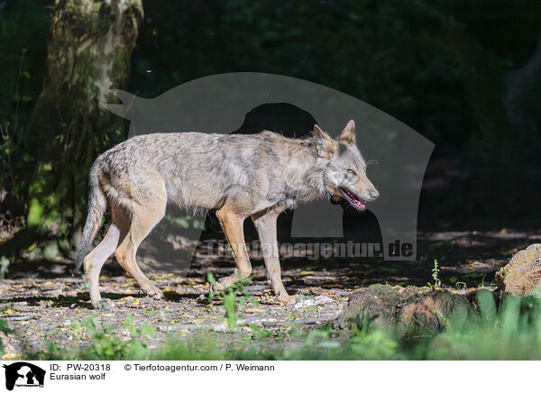 Europischer Grauwolf / Eurasian wolf / PW-20318