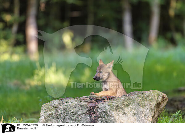 Europischer Grauwolf / Eurasian wolf / PW-20320