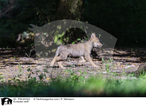 Europischer Grauwolf / Eurasian wolf / PW-20322