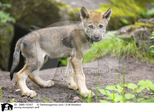 junger Europischer Wolf / young european wolf / DMS-15307