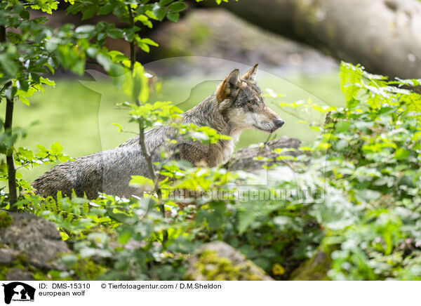 Europischer Wolf / european wolf / DMS-15310