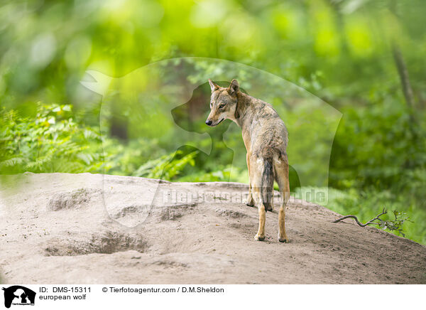 Europischer Wolf / european wolf / DMS-15311