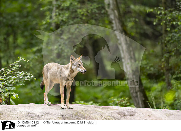 Europischer Wolf / european wolf / DMS-15312