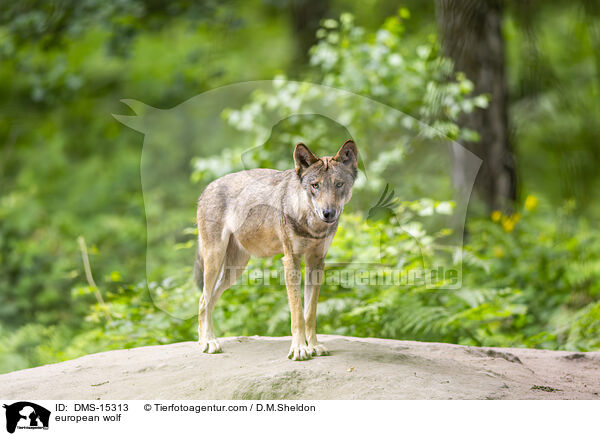 Europischer Wolf / european wolf / DMS-15313