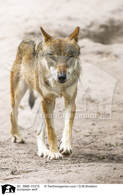 Europischer Wolf / european wolf / DMS-15315