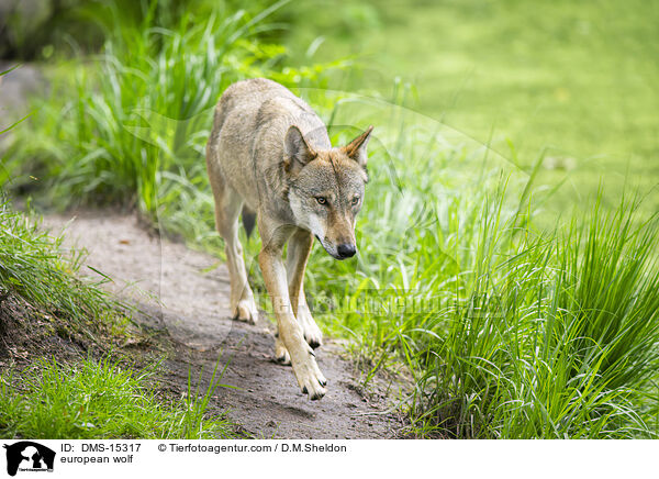Europischer Wolf / european wolf / DMS-15317