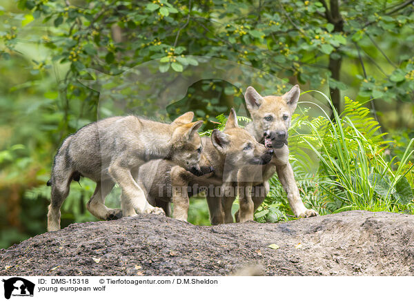 junger Europischer Wolf / young european wolf / DMS-15318