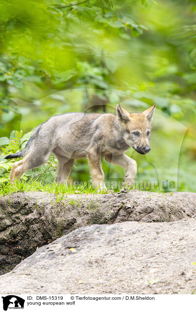 junger Europischer Wolf / young european wolf / DMS-15319