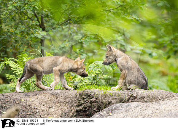 junger Europischer Wolf / young european wolf / DMS-15321