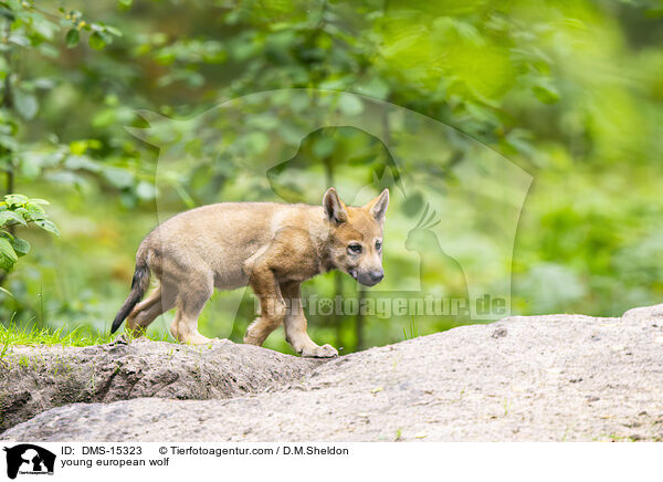 junger Europischer Wolf / young european wolf / DMS-15323