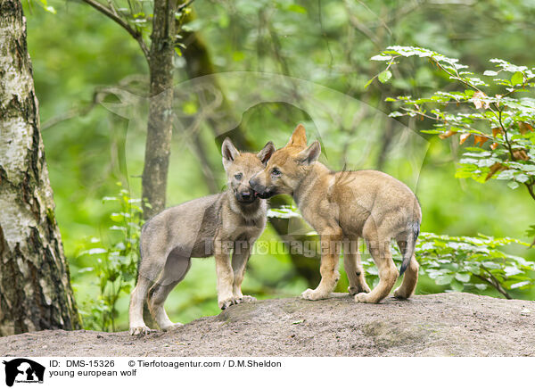 junger Europischer Wolf / young european wolf / DMS-15326