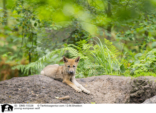 junger Europischer Wolf / young european wolf / DMS-15328